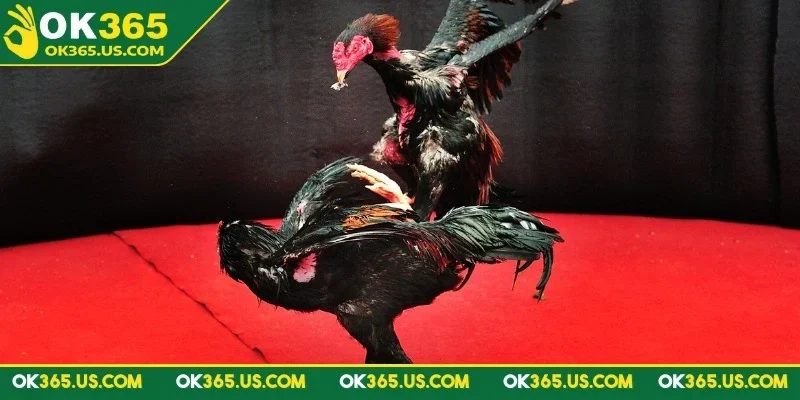 da-ga-c1-ok365-hinh-thuc