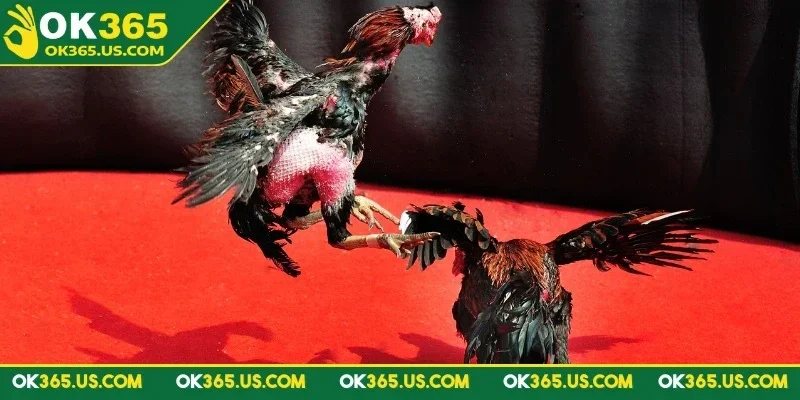 da-ga-c1-ok365-nhung-diem-tao-suc-hut