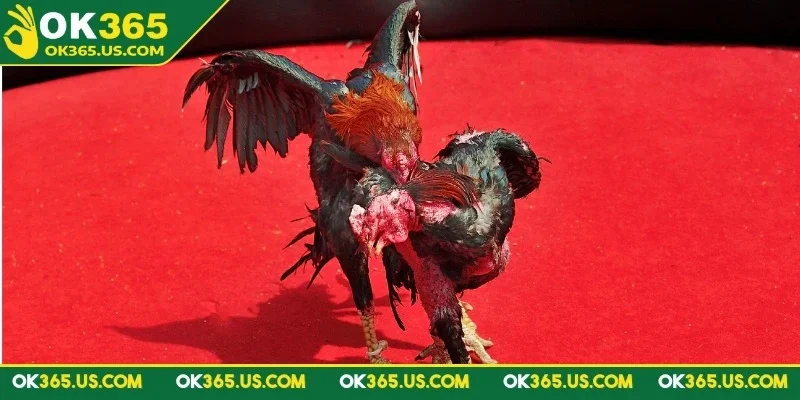 da-ga-c1-ok365-tim-hieu