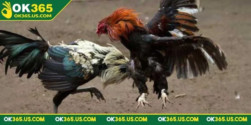 da-ga-cua-dao-ok365-kinh-nghiem