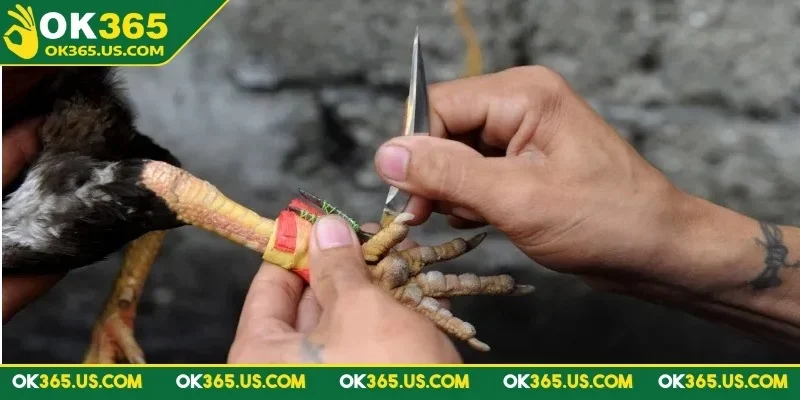 da-ga-cua-dao-ok365-tim-hieu