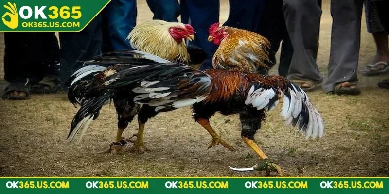 da-ga-cua-dao-ok365-trong-hinh-thuc