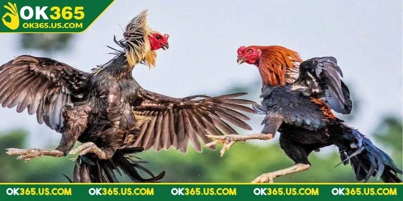 da-ga-peru-ok365-diem-dac-biet