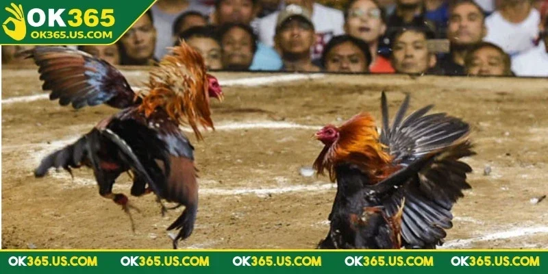 da-ga-peru-ok365-tim-hieu