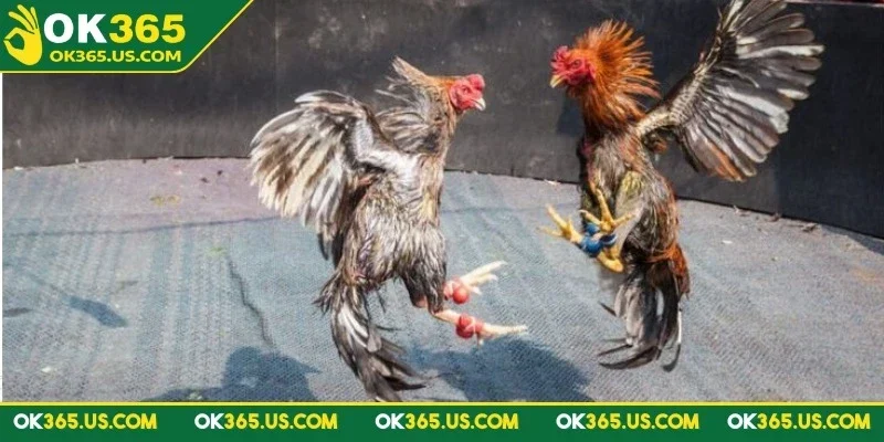 da-ga-thomo-ok365-ly-do