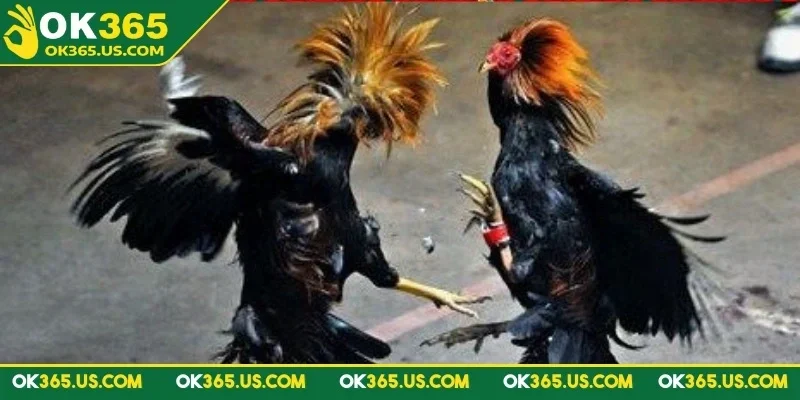 Tìm hiểu sơ bộ về đá gà Thomo OK365