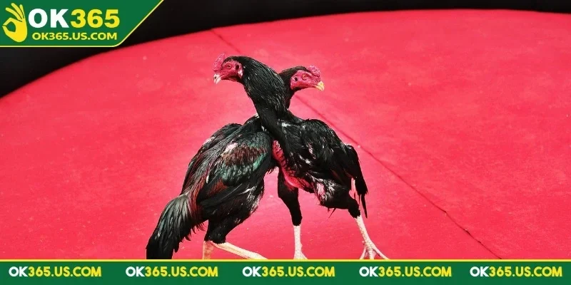 da-ga-truc-tiep-ok365-3-hinh-thuc