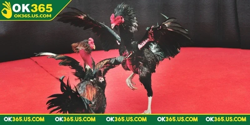 da-ga-truc-tiep-ok365-da-dang-cac-tran-dau