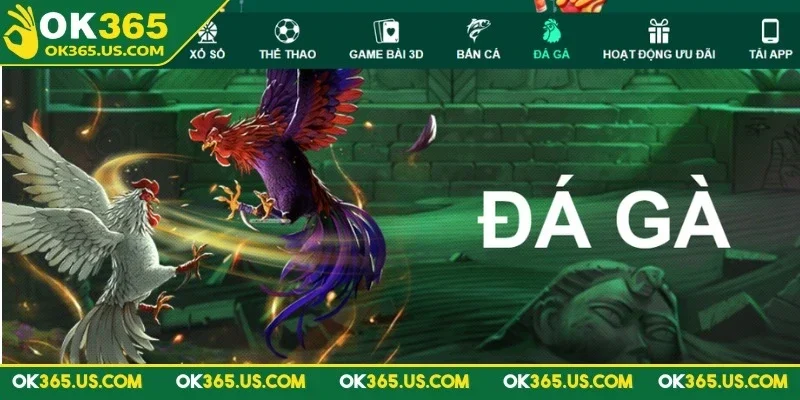 Giới thiệu về đá gà trực tiếp OK365