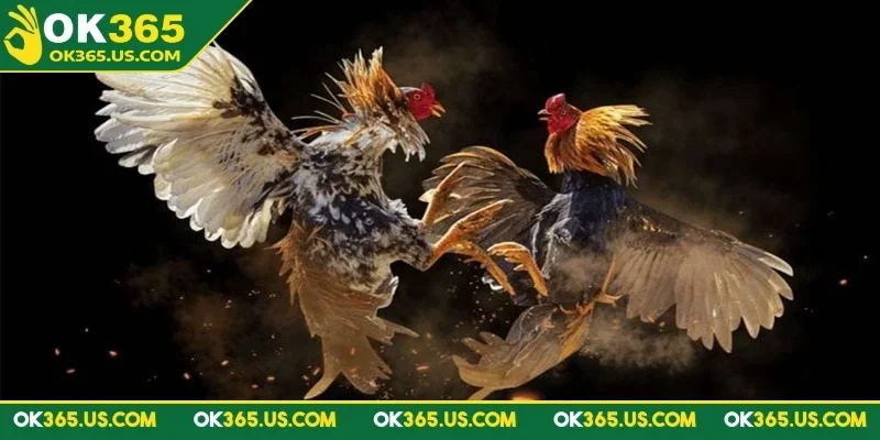 da-ga-ok365-tim-hieu