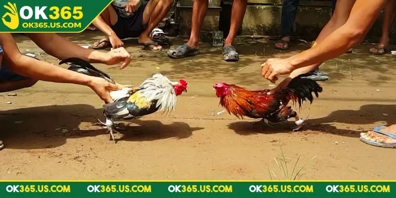 da-ga-ok365-truong-dau